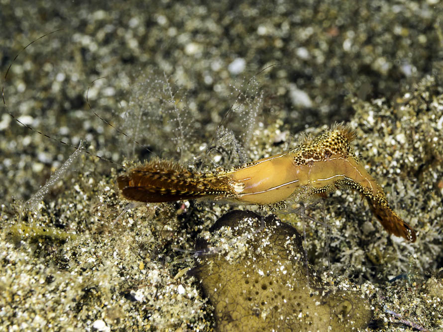 Leander plumosus